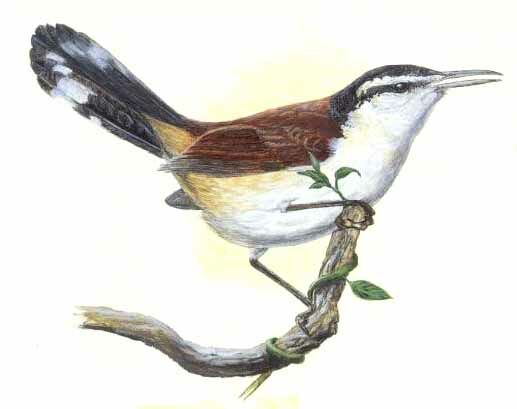 Giant Wren