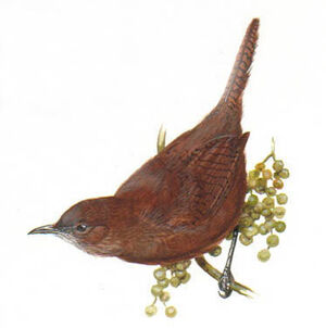 Sepia-brown Wren