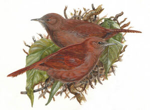 Rufous Wren