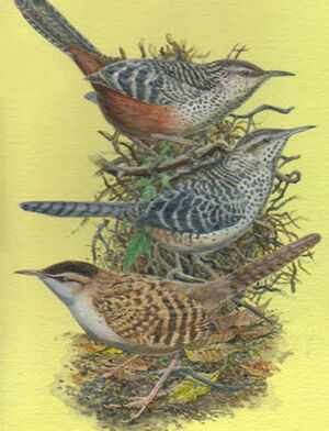 Band-backed Wren