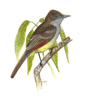 Stolid Flycatcher