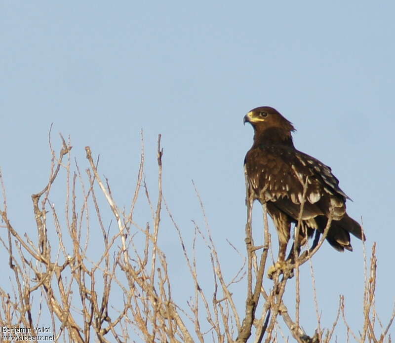 Greater Spotted EagleFirst year, identification