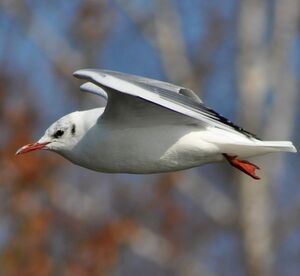 Black-headed Gull 
&copy; Benoit Danieau