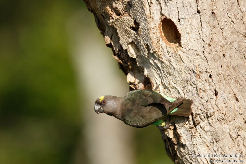 Meyer's Parrot male, habitat, aspect, pigmentation