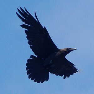 Corbeau brun