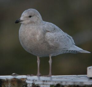 Iceland Gull 
&copy; Bernard Sonnerat