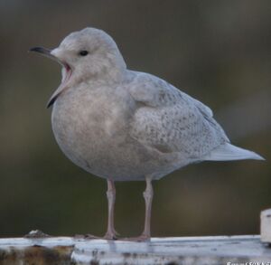 Iceland Gull 
&copy; Bernard Sonnerat