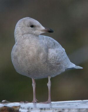 Iceland Gull 
&copy; Bernard Sonnerat