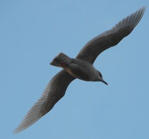 Iceland Gull 
&copy; Bernard Sonnerat