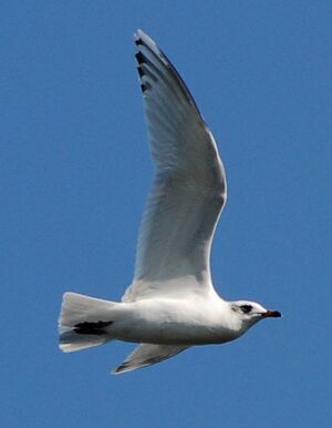 Mouette mélanocéphale