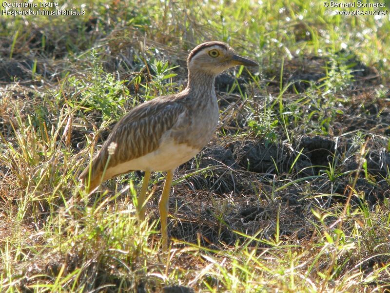 Double-striped Thick-knee, identification