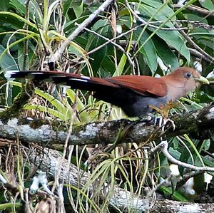 Piaye �cureuil