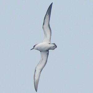 Puffin du Cap-Vert
