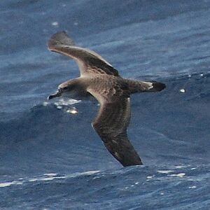Puffin du Cap-Vert