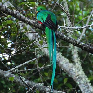 Resplendent Quetzal