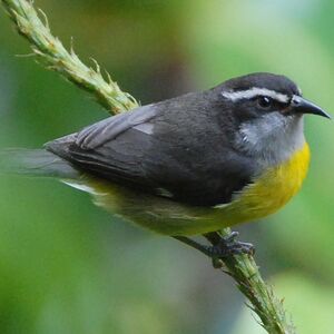 Bananaquit