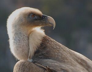 Griffon Vulture 
&copy; Bernard Sonnerat