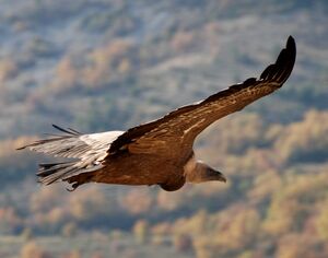 Griffon Vulture 
&copy; Bernard Sonnerat