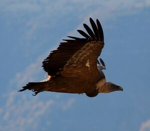 Griffon Vulture 
&copy; Bernard Sonnerat