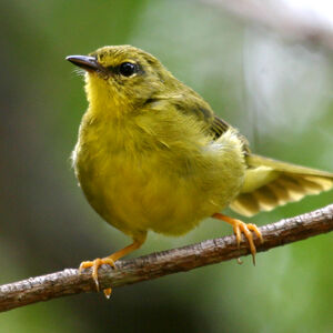 Flavescent Warbler