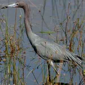 Aigrette bleue