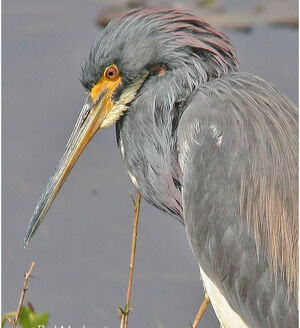 Aigrette tricolore