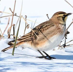 Horned Lark