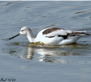 Avocette d'Amérique