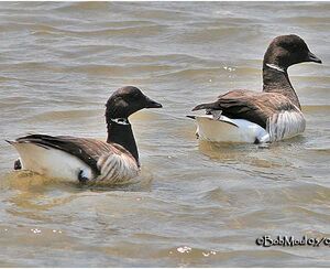 Brant Goose 
&copy; Bob Moul