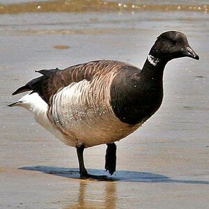 Brant Goose 
&copy; Bob Moul