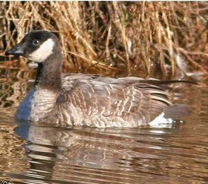 Cackling Goose