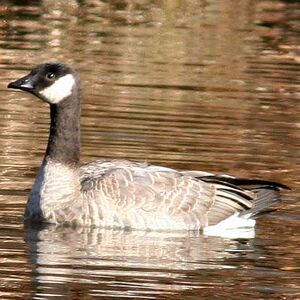 Cackling Goose
