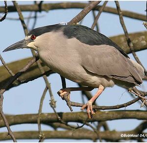 Bihoreau gris