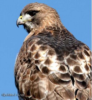 Red-tailed Hawk