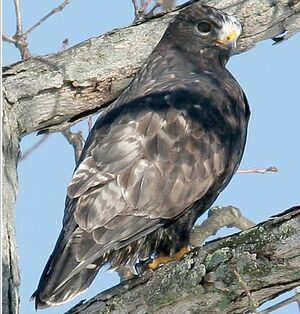 Rough-legged Buzzard 
&copy; Bob Moul