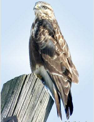 Rough-legged Buzzard 
&copy; Bob Moul