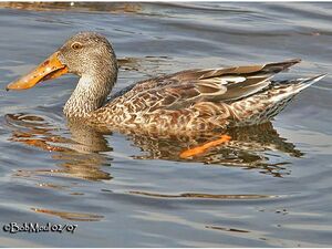 Northern Shoveler