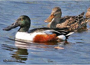 Northern Shoveler 
&copy; Bob Moul