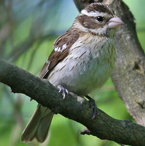 Rose-breasted Grosbeak 
&copy; Bob Moul