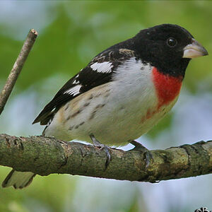 Rose-breasted Grosbeak 
&copy; Bob Moul