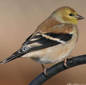 American Goldfinch