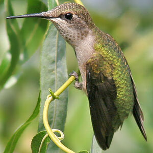 Colibri � gorge rubis