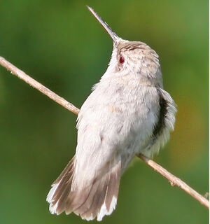 Colibri � gorge rubis