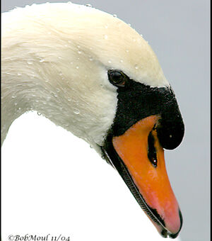 Cygne tubercul�