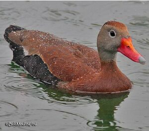 Dendrocygne à ventre noir