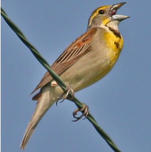 Dickcissel d'Amérique