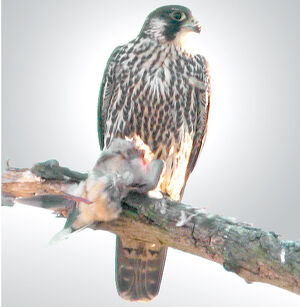 Peregrine Falcon 
&copy; Bob Moul