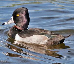 Ring-necked Duck