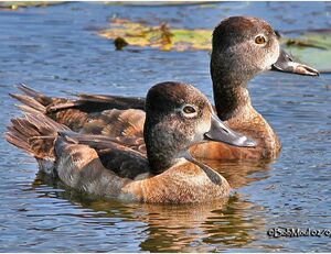 Ring-necked Duck