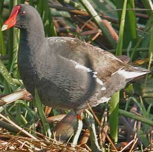 Common Moorhen